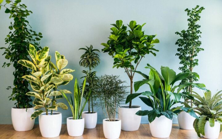 cây xanh may mắn - Quà tặng tết sinh thêm khí