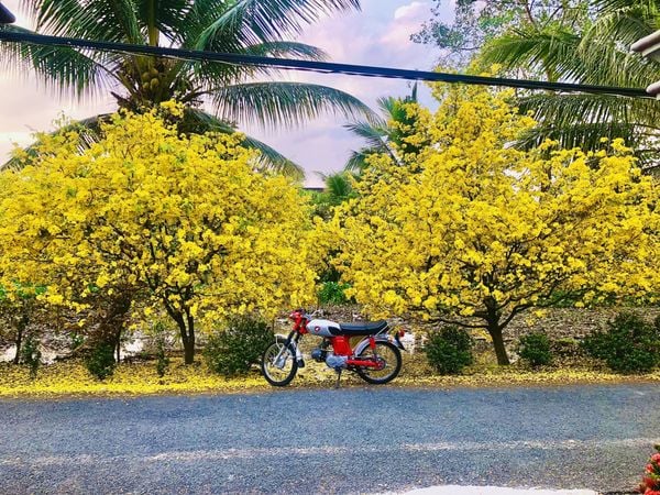 Hoa Mai quà tặng tết trong những ngày tết