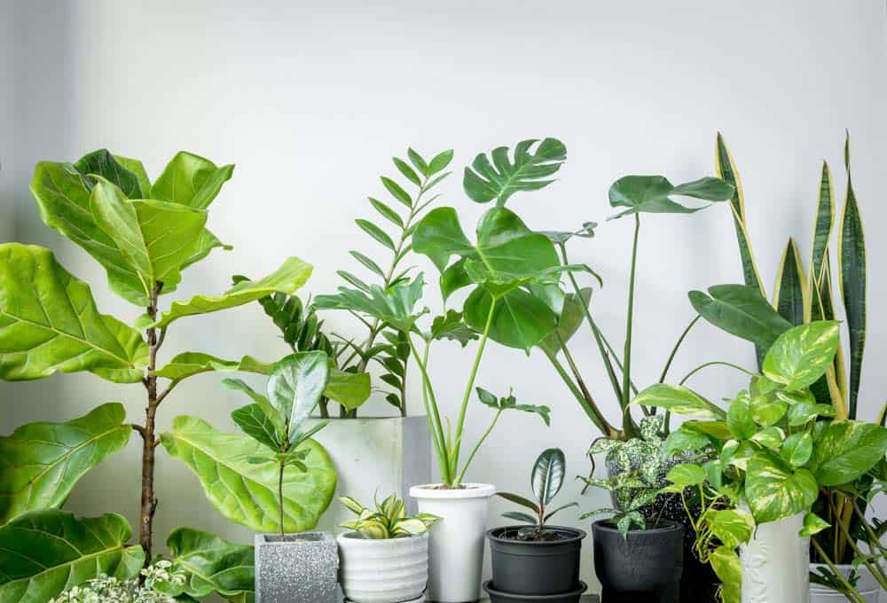 Gợi ý quà tặng doanh nghiệp là cây xanh